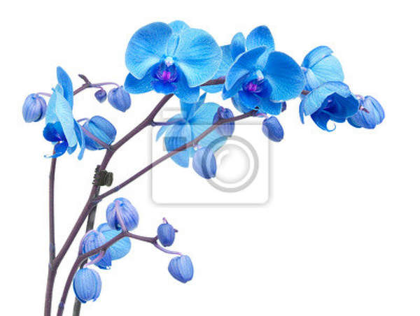 Фотообои - Синяя орхидея