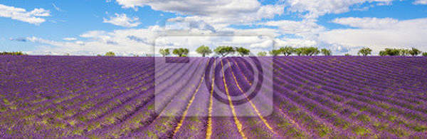 Фотообои - Панорама с лавандовым полем