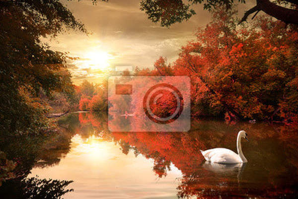 Фотообои - Лебедь осенью
