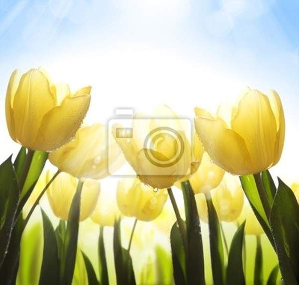 Фотообои с желтыми тюльпанами