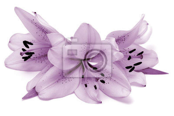 Фотообои с фиолетовыми лилиями