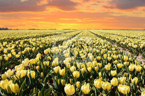 Фотообои - Закат с тюльпанами