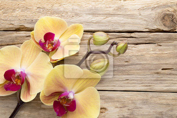 Фотообои с желтыми орхидеями