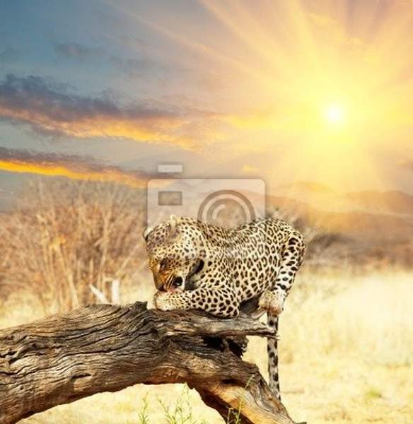 Фотообои на стену - Леопард на рассвете