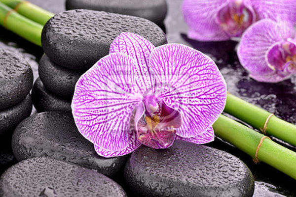 Фотообои - Орхидея на камне