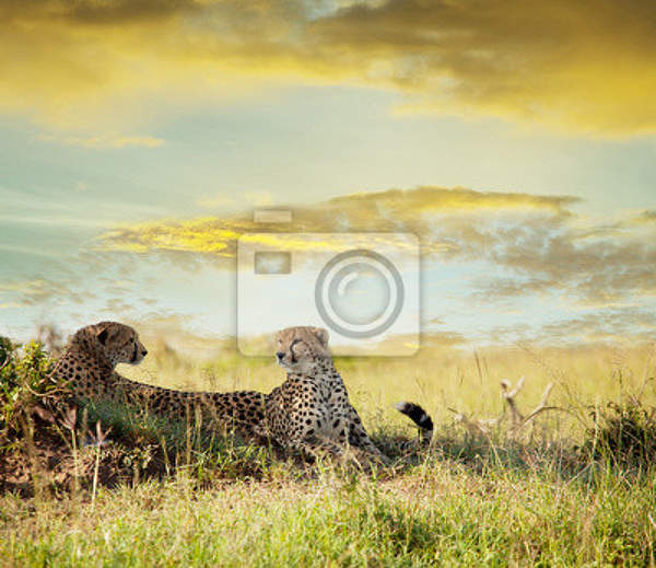 Фотообои - Пара гепардов 