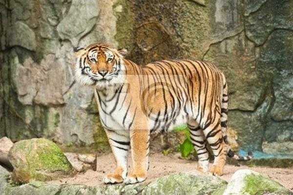 Фотообои с полосатым тигром