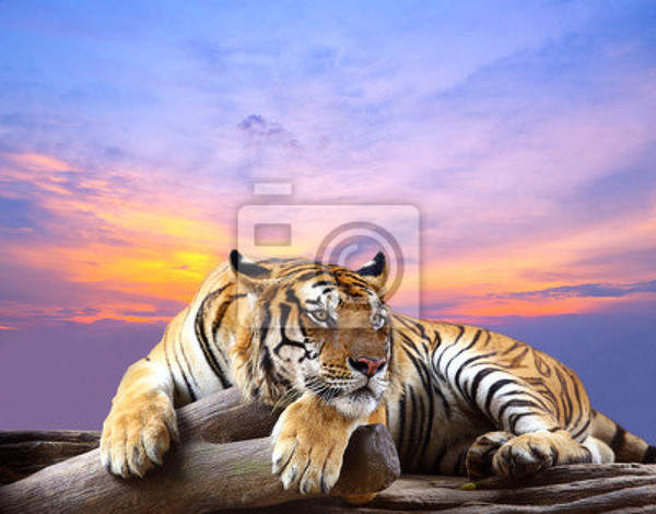 Фотообои с тигром на закате