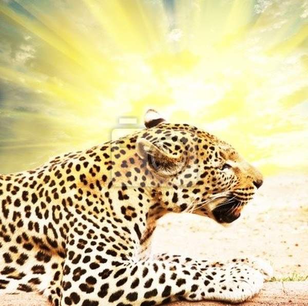 Фотообои с леопардом в лучах солнца