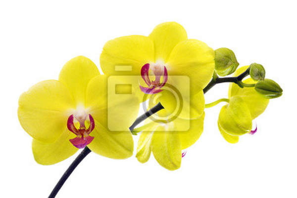 Фотообои с желтой орхидеей