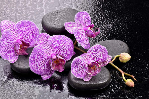 Фотообои - Орхидеи на камнях