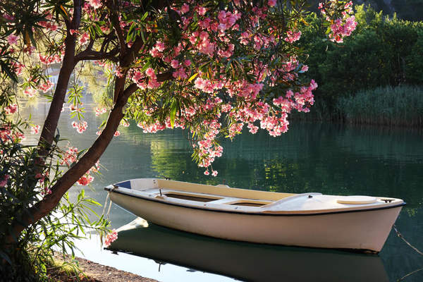 Фотообои с лодкой и цветущим деревом