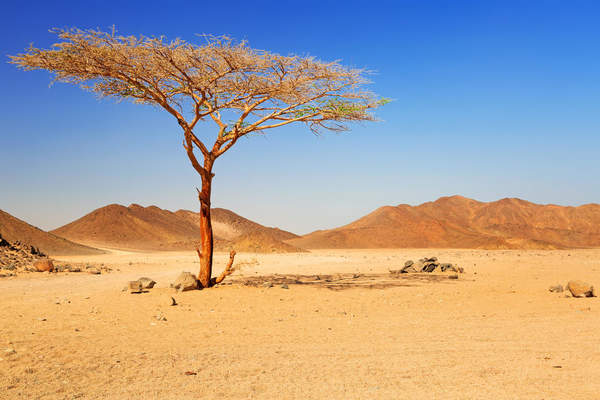 Фотообои с деревом в пустыне