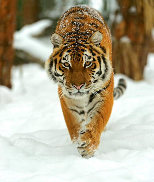 Фотообои с сибирским тигром зимой