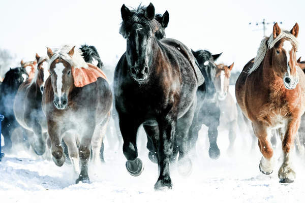 Фотообои с лошадьми на белом фоне