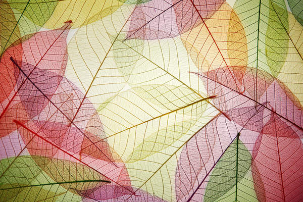 Фотообои с разноцветными листьями