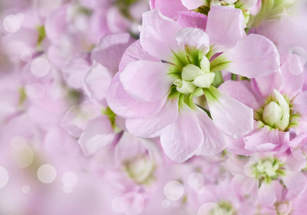 Фотообои - Весенние пастельные цветы