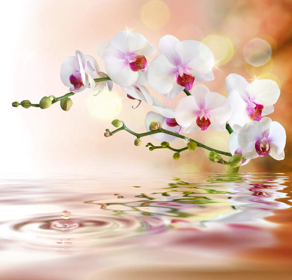 Фотообои  - Отражение орхидеи