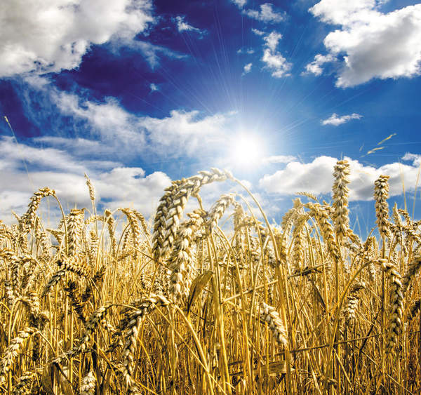 Фотообои "Золотое пшеничное поле на фоне голубого неба с облаками"