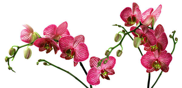 Фотообои - Орхидеи на белом фоне