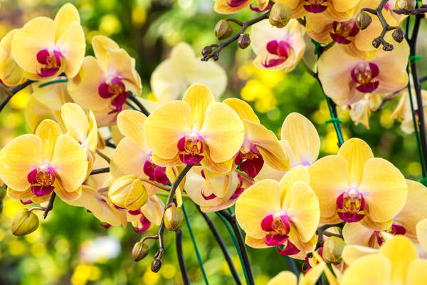Обои с желтыми орхидеями