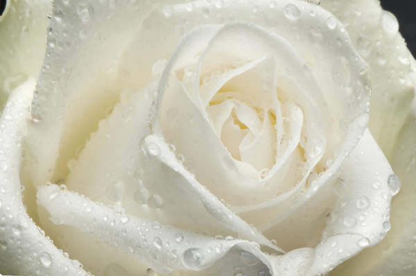 Белая роза с каплями (крупный план)