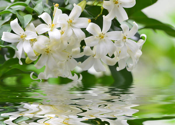 Фотообои "Цветы жасмина" (отражение в воде)