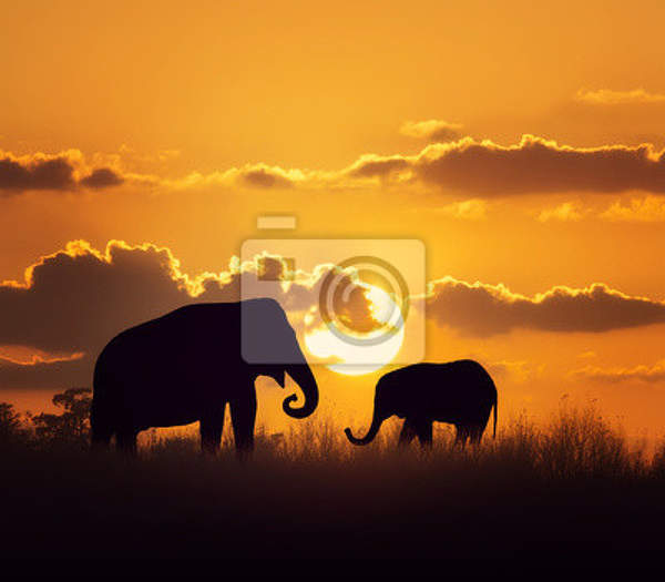 Фотообои со слонами на закате - Африканский пейзаж