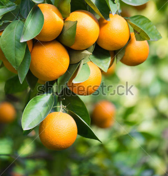 Фотообои с веткой апельсинового дерева