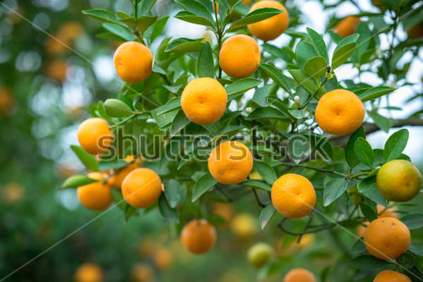 Фотообои с апельсинами