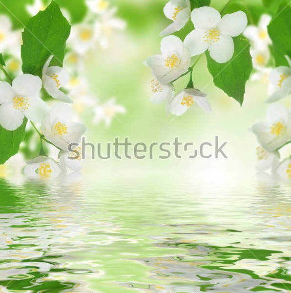 Фотообои с цветами жасмина (отражение в воде)