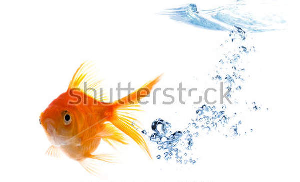 Фотообои с золотой рыбкой