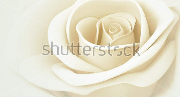 Фотообои с белой розой 3Д