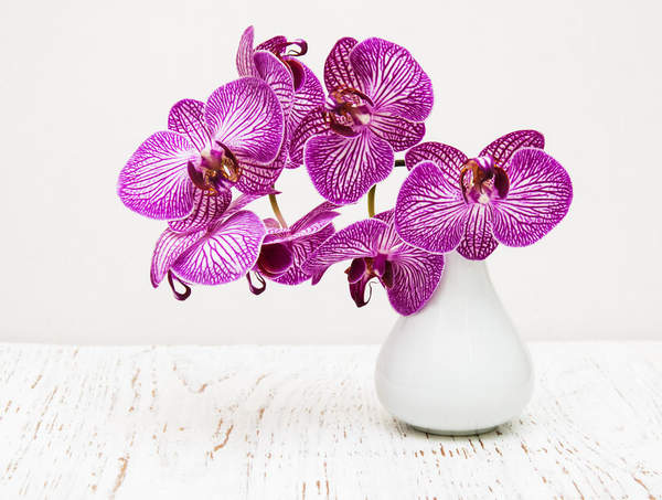 Фиолетовая орхидея в вазе