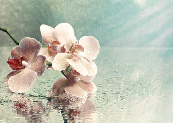 Орхидеи - отражение в воде на винтажном фоне