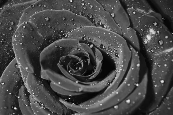 Черно-белая роза с каплями воды