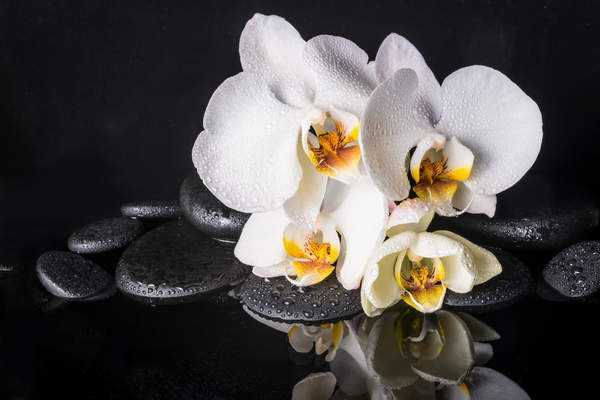 Белая орхидея на темном фоне
