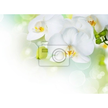 Фотообои для стен с белой орхидеей