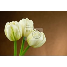 Фотообои с белыми тюльпанами на коричневом фоне