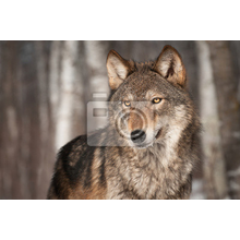Фотообои - Волк в лесу (крупный план)