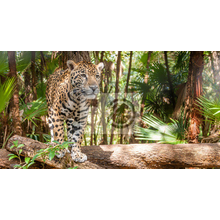 Фотообои - Прогулка ягуара