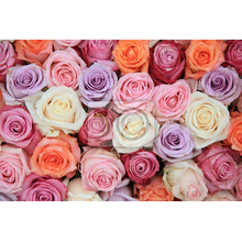 Фотообои с композицией из разноцветных роз