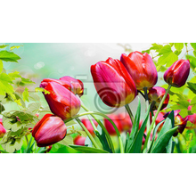 Фотообои -  Весенние тюльпаны