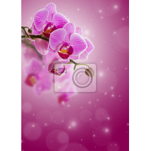 Фотообои с орхидеей на розовом фоне