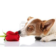 Фотообои - Щенок и роза