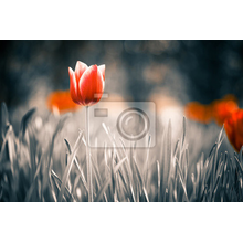 Фотообои - Красный тюльпан - Ретро