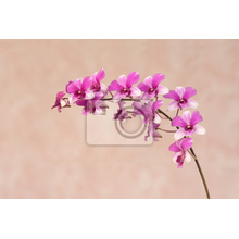 Фотообои с веточкой орхидеи