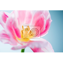Фотообои - Розовый тюльпан