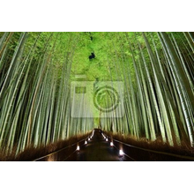 Фотообои на стену с изображением бамбукового леса
