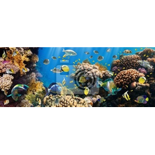 Фотообои на стену - Коралловые рифы